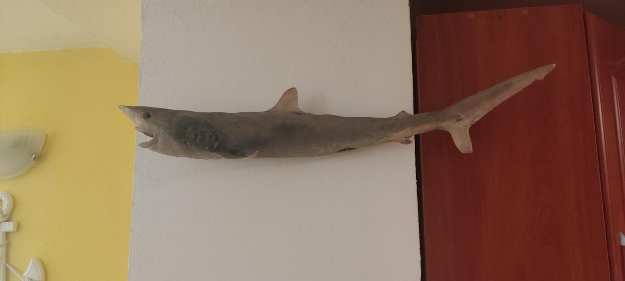 Privat 2 Na Sihoti Daire Trenčín Dış mekan fotoğraf